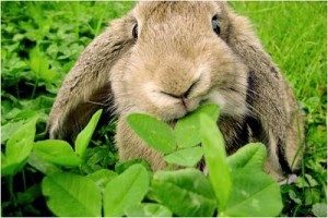 Bunny-eating-1-300×200